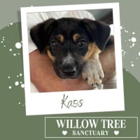 Photo of Kaos