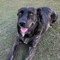 Photo of Kenny *$150 Adoption Fee*