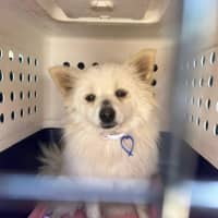 Photo of Wonton   10 Month Old Pomeranian X Spitz