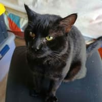 Photo of Solomon
