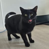 Photo of Liesa The Cat