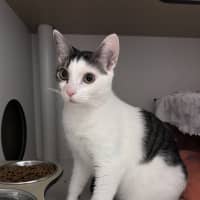 Photo of Stitch