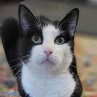 Photo of Loki & Pudding   Located In Coburg