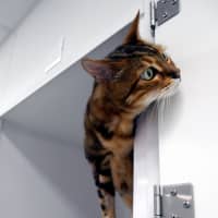 Photo of Mishka Sua013189