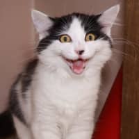 Photo of Skittles   Available Pet Quarters Belmont