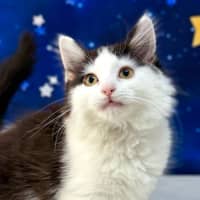 Photo of Sienna   Located In Wallan