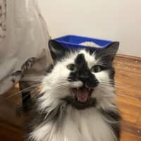 Photo of Misty