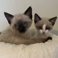 Photo of Nelson 🩵