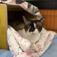 Photo of Custard