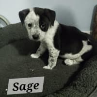 Photo of Sage