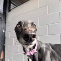 Photo of Skye