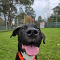 Photo of Fido