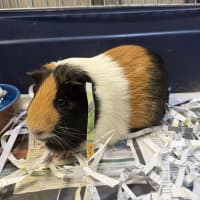 Photo of Spot