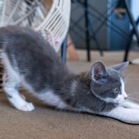 Photo of Kiki