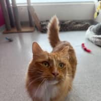 Photo of Rufus Meet Me@Chelsea Petstock Store 