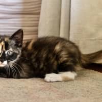 Photo of Cece