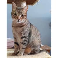 Photo of 10861   Archer