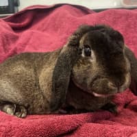 Photo of Strawberry