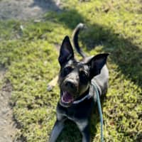 Photo of Zazu