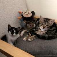 Photo of Tulip