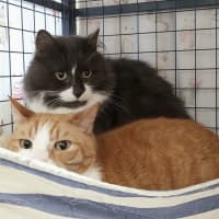 Photo of Mango And Truffle