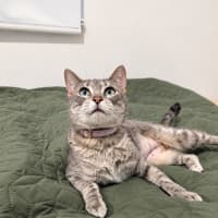 Photo of Biscotti