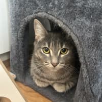 Photo of Cherry Plum 