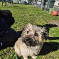 Photo of Scruffy