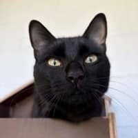 Photo of Kuro