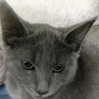 Photo of Freyja