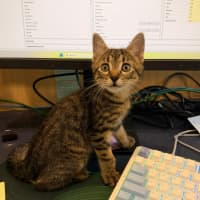Photo of Cricket