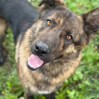 Photo of Sarge