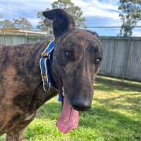 Photo of Maverick The Greyhound