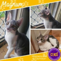 Photo of Magnum
