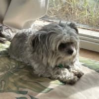 Photo of Lamington