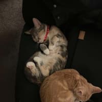 Photo of Purrl & Punchy! 