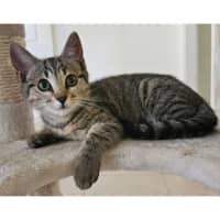 Photo of 11654   Presley 