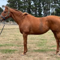 Photo of Miss Nibbles