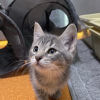 Photo of Zephyr