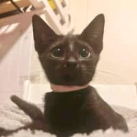 Photo of Whiskers K31