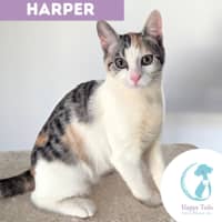 Photo of Harper