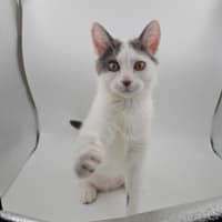 Photo of Mango & Sully