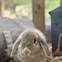Photo of Obi Bun