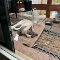 Photo of Koko