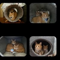 Photo of Louie & Jewie   5 Year Old Domestic Short Hair