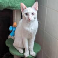 Photo of Sir Cornelius