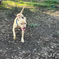 Photo of Nala