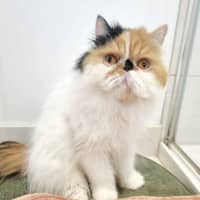 Photo of 🎩Liza Meownelli🎩