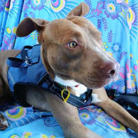 Photo of Rex