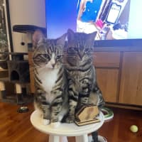 Photo of Little Miss & Yoyo